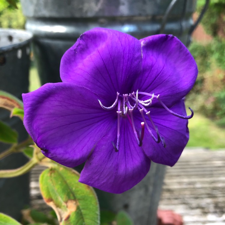 Plant image Tibouchina