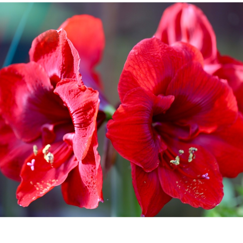 Plant image Hippeastrum 'Candy Floss'