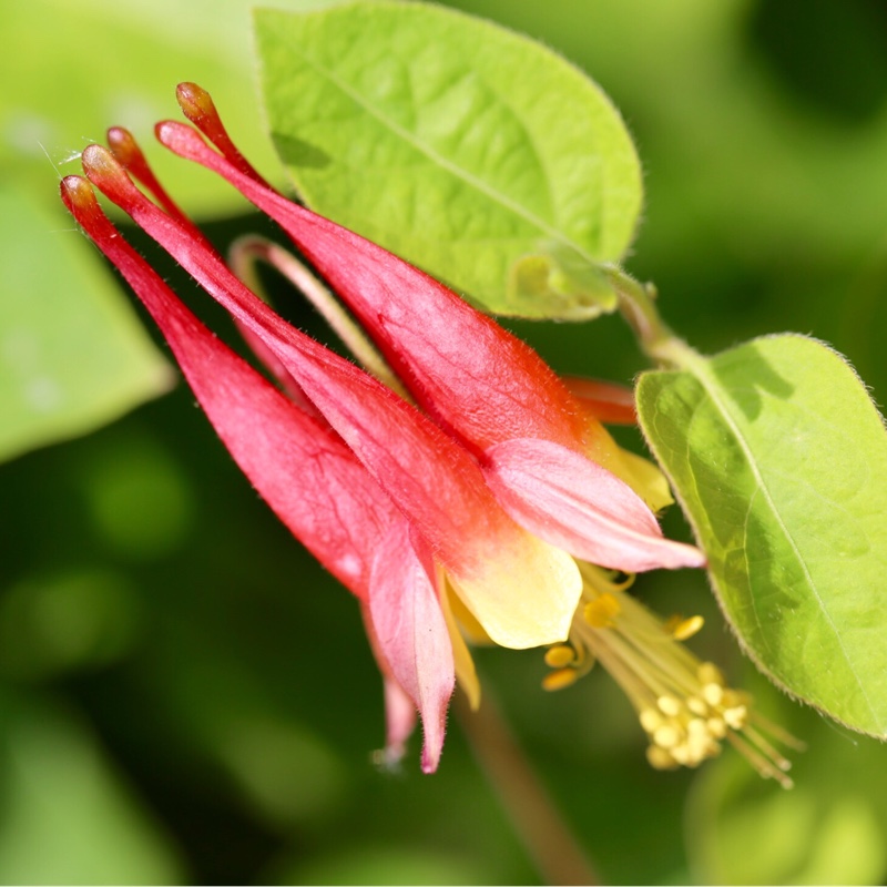 Plant image Aquilegia 'Rose Ivory'