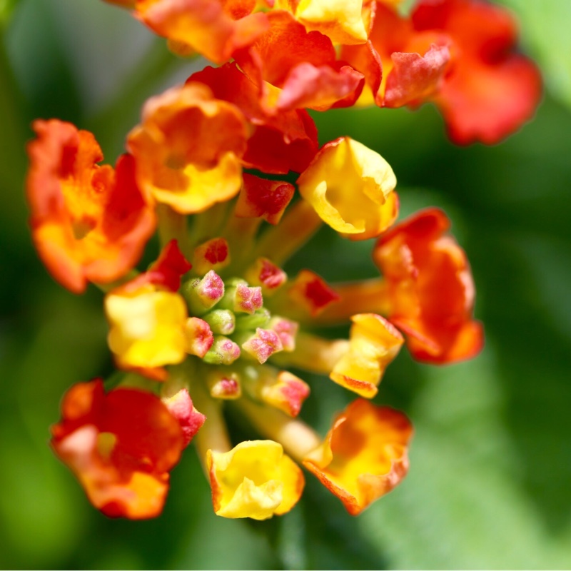 Lantana camara