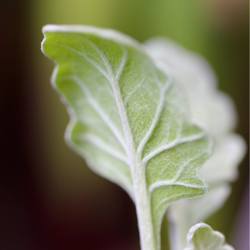 Plant image Senecio cineraria 'Silver Dust'