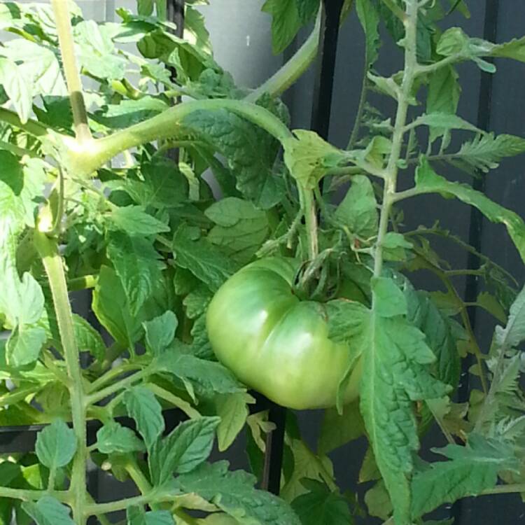 Plant image Solanum lycopersicum 'Better Boy'