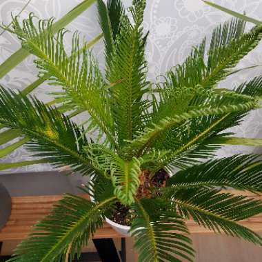 Sago Palm