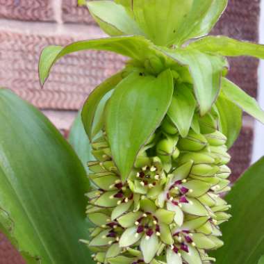 Pineapple Lily (Species) Montane Pineapple Lily