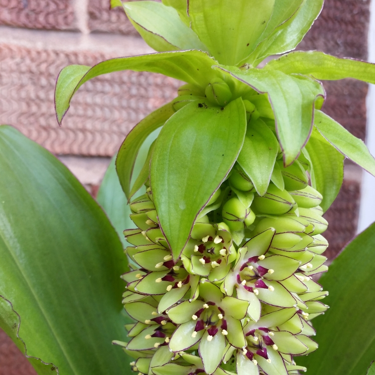 Plant image Eucomis montana