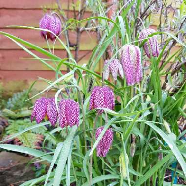 Snake's Head Fritillary