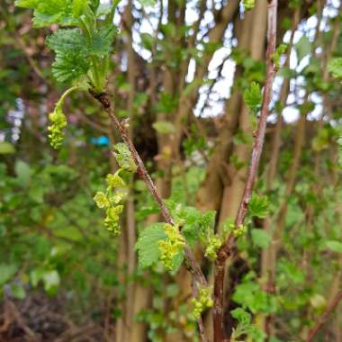 Redcurrant