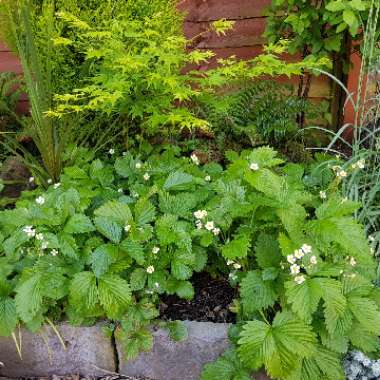 Woodland Strawberry