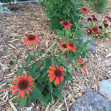 Coneflower 'Cheyenne Spirit' (Orange)