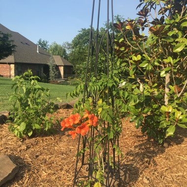 Orange Trumpet Creeper