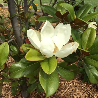 Magnolia 'Teddy Bear'