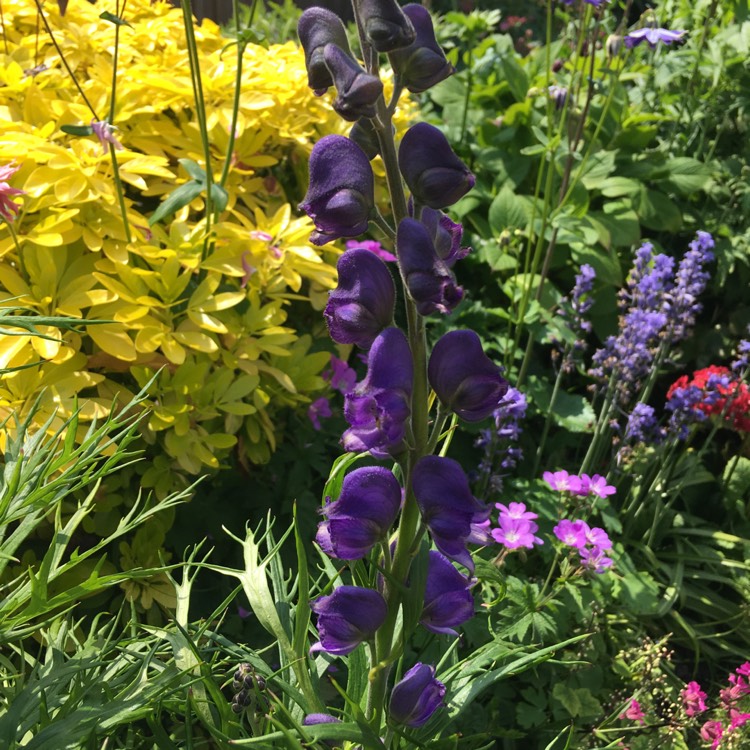 Plant image Aconitum