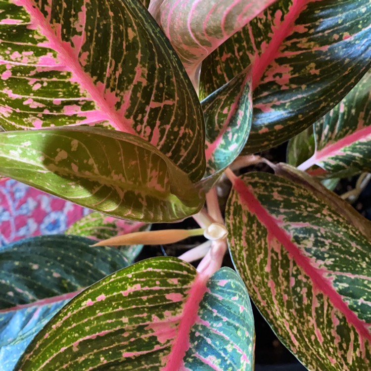 Plant image Aglaonema Hot Lady