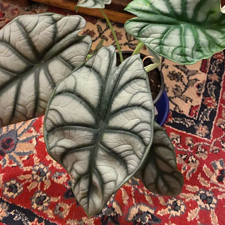 Plant image Alocasia 'Silver Dragon'