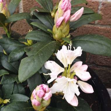 Rhododendron 'Cunninghams White'