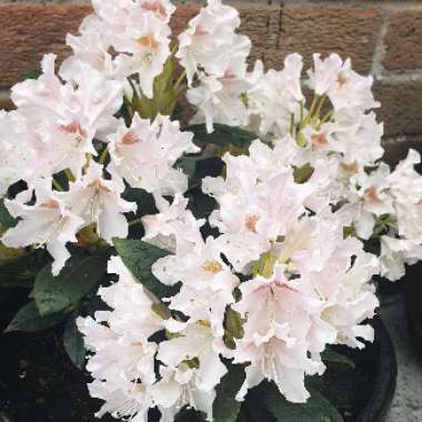 Rhododendron 'Cunninghams White'