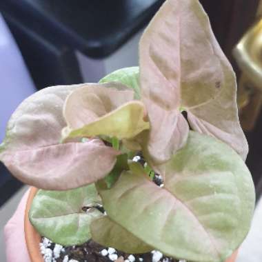 Syngonium podophyllum 'Pink Allusion'