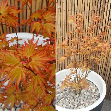 Acer palmatum 'Orange Dream'