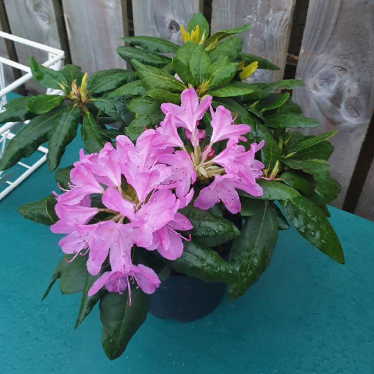 Plant image Rhododendron ponticum 'Roseum'