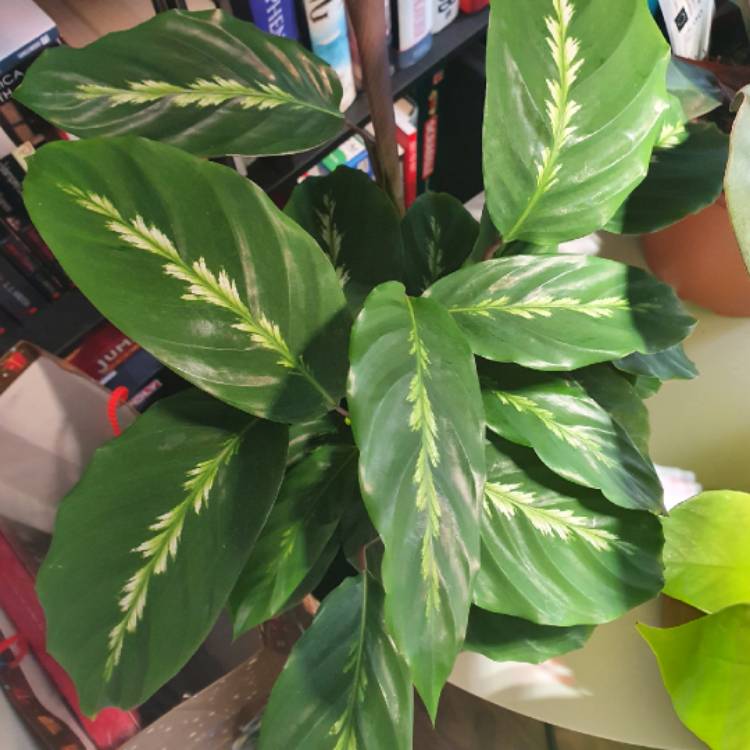 Plant image Calathea 'Maui Queen'