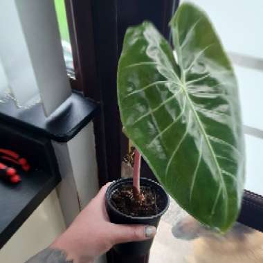 Alocasia Baginda 