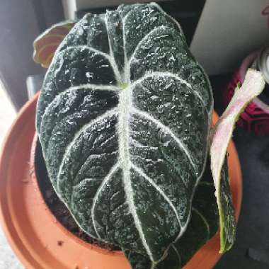 Alocasia sanderiana 'Black Velvet'