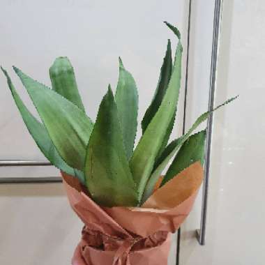 Sansevieria trifasciata 'Moonshine'