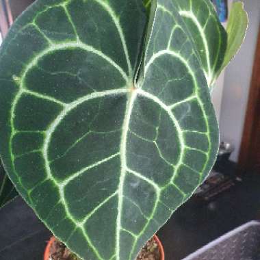 Anthurium clarinervium