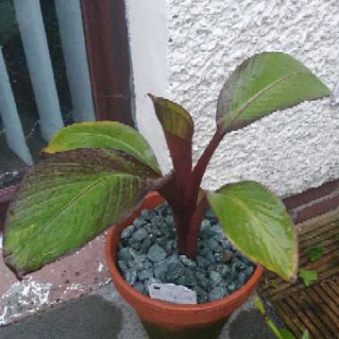 Ensete ventricosum 'Maurelii' syn. Ensete ventricosum 'Rubrum', Ensete 'Maurelii', Musa 'Santa Morelli'