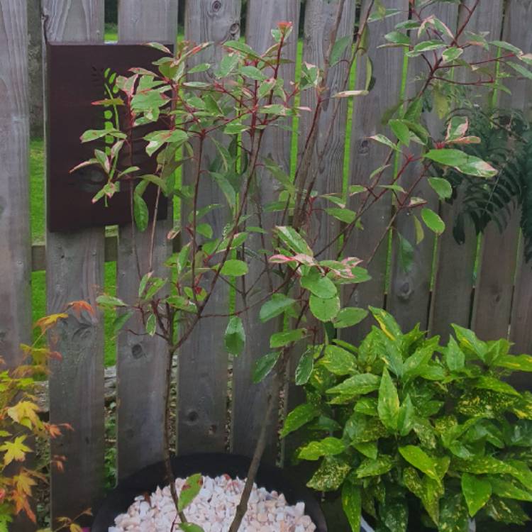 Plant image Photinia x fraseri 'Louise'