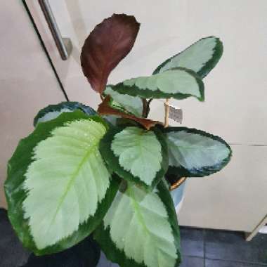 Silver Variegated Calathea