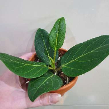 Ficus benghalensis