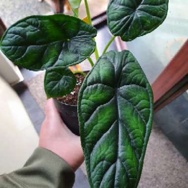 Alocasia baginda 'Dragon Scale'