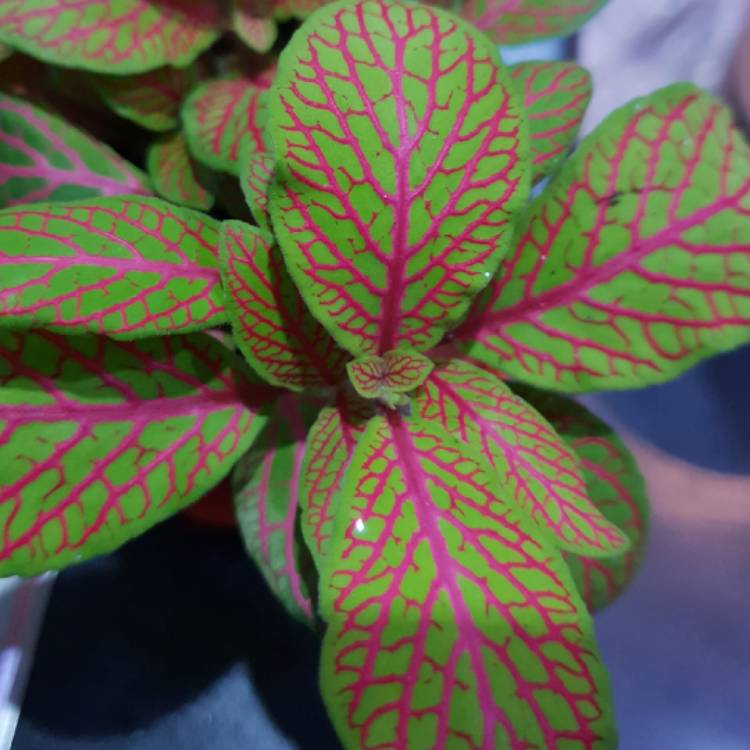 Plant image Fittonia 'Pink Ruby Lime'