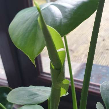 Monstera deliciosa