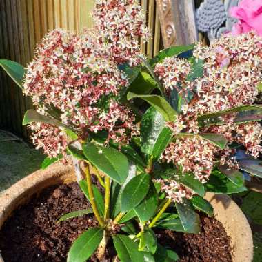 Skimmia japonica 'Rubella'