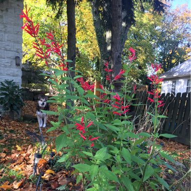 Pineapple Sage