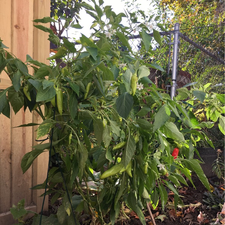 Plant image Capsicum Annuum 'Hungarian Wax'