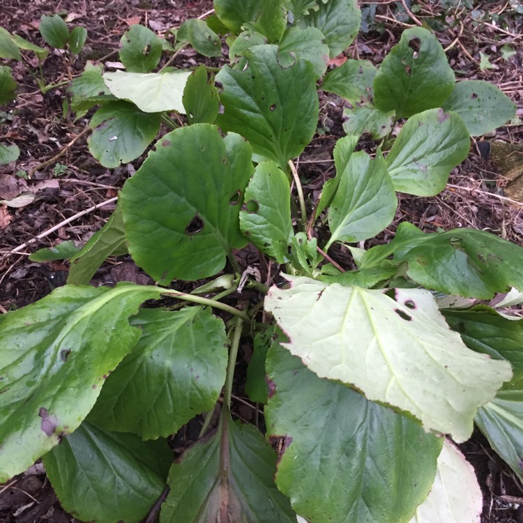 Plant image Bergenia 'Rosenkristall'