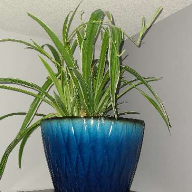 Spider Plant