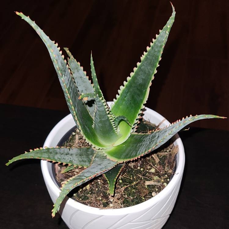 Plant image Aloe Hybrid 'Swordfish'