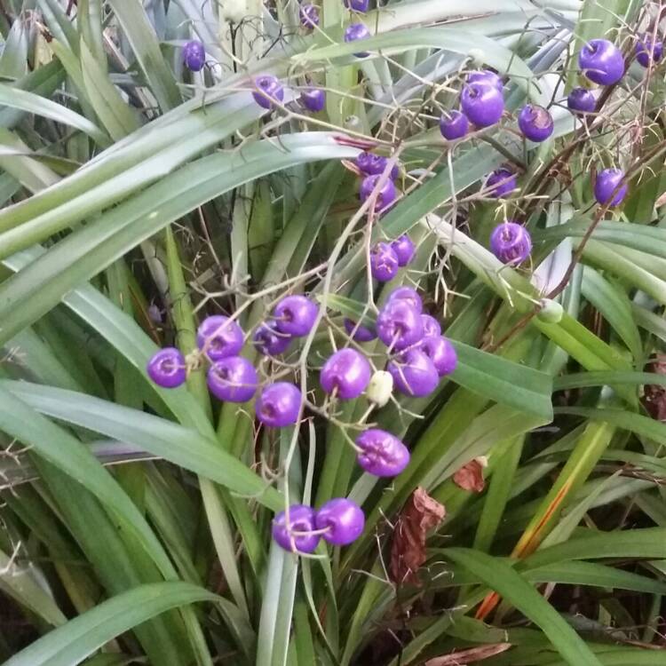 Plant image Dianella