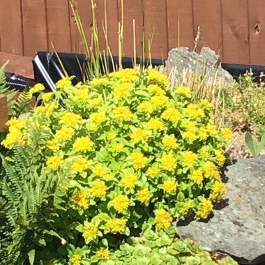 Sedum 'Cape Blanco'