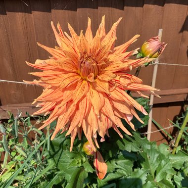 Dahlia 'Maniac'