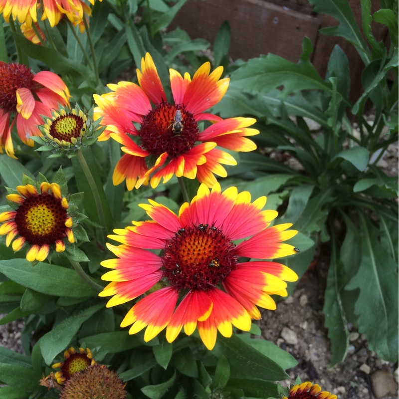 Blanket Flower 'Dazzler'