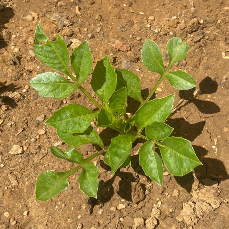 plant image 1309861