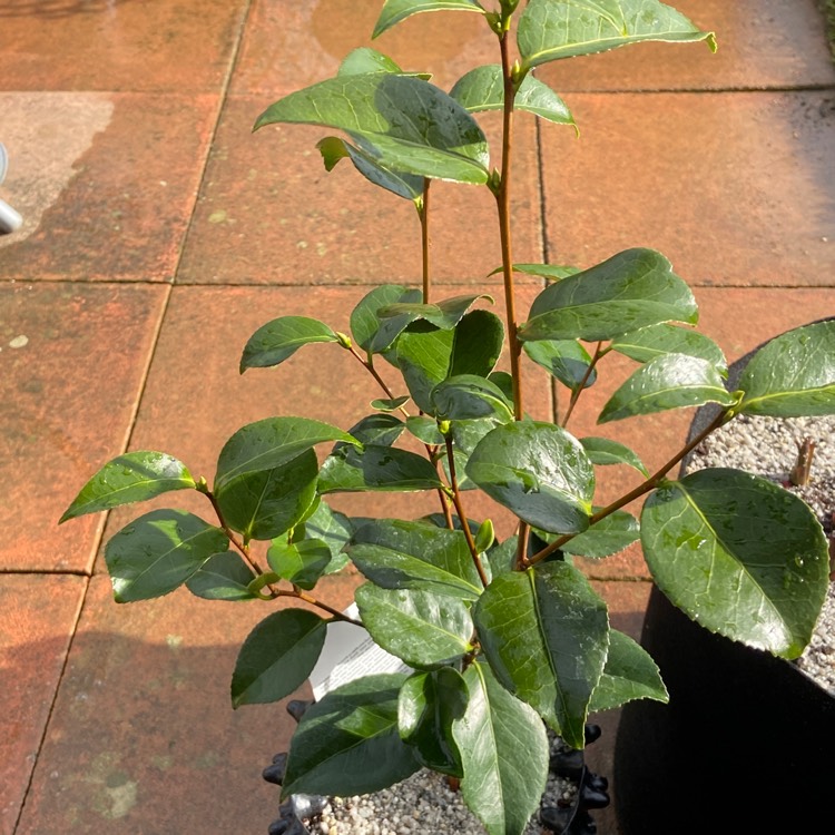 Plant image Camellia japonica 'April Remembered'