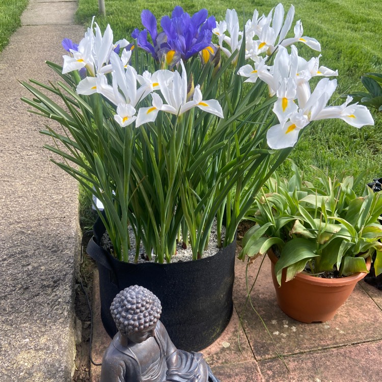 Plant image Iris 'Alaska'