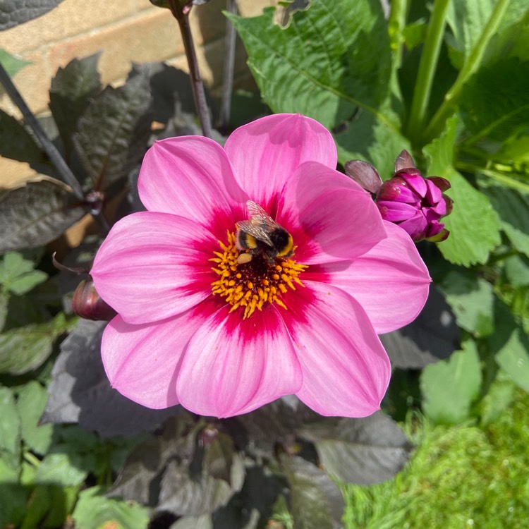 Plant image Dahlia 'Happy Single™ Wink'