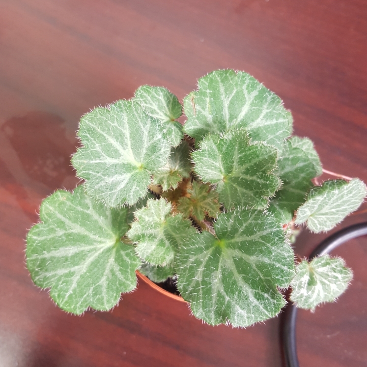 Plant image Saxifraga stolonifera